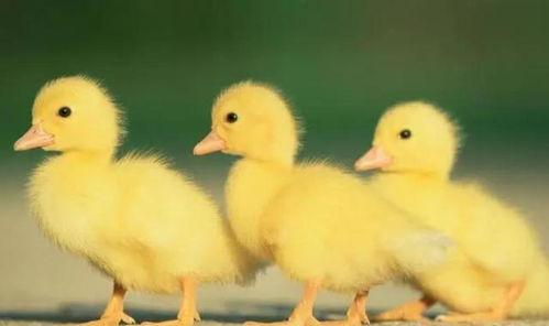 赶鸭子视频动画片国产,赶鸭子动画片的文化传承与创新