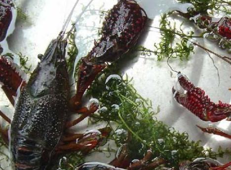 国产小龙虾怎么养殖视频,视频揭秘高效养殖技巧