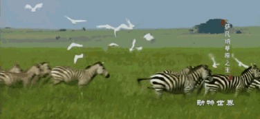 动物世界国产版视频,国产版奇观之旅